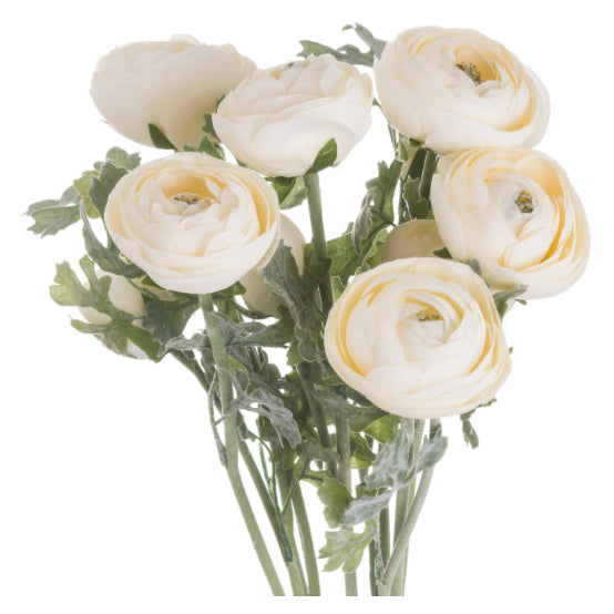 ANTIQUE CREAM RANCUNULUS