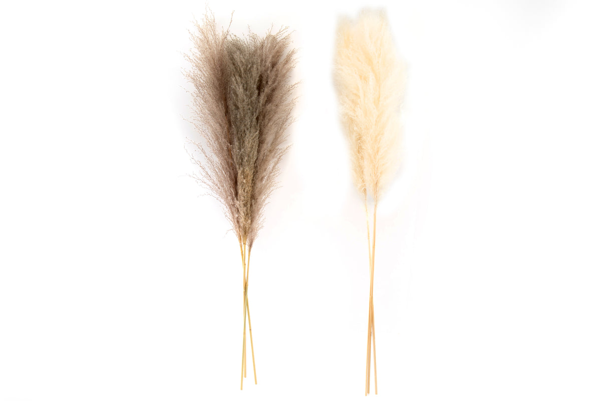 PAMPAS GRASS STEMS