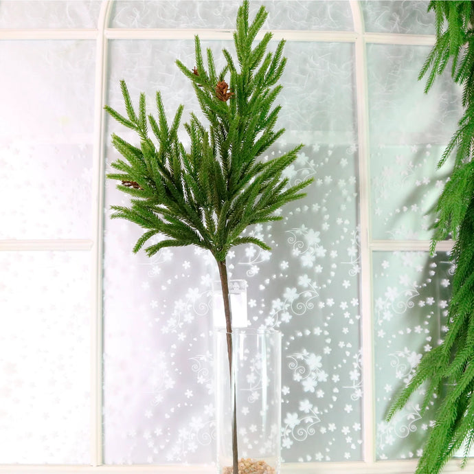 NORFOLK PINE STEM