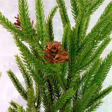 NORFOLK PINE STEM