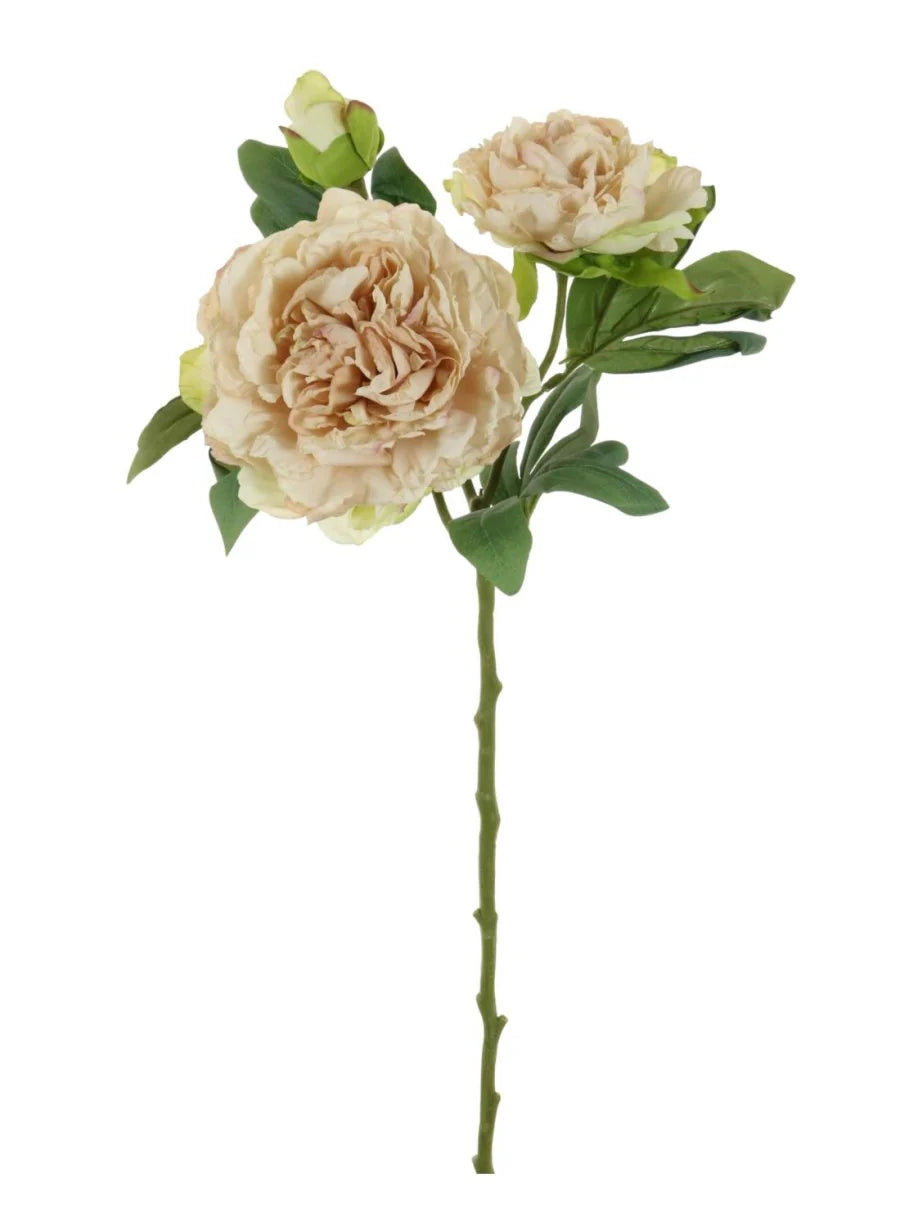 DRIED TOUCH PEONY FAUX FLORAL STEM - IVORY