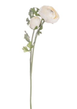 ANTIQUE CREAM RANCUNULUS