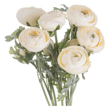 ANTIQUE CREAM RANCUNULUS