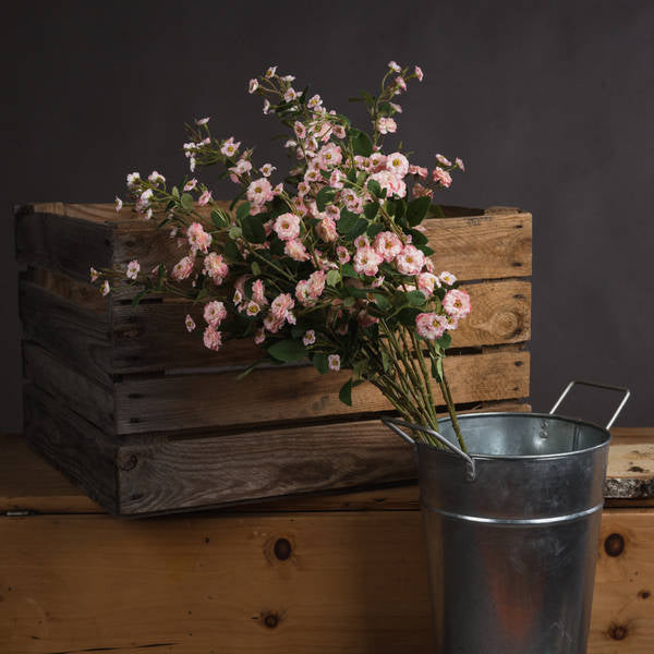 PINK WILD MEADOW ROSE STEM