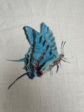 DESIGNERS GUILD MADAME BUTTERFLY REMNANT