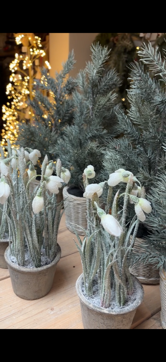 WHITE SNOWDROPS IN POT