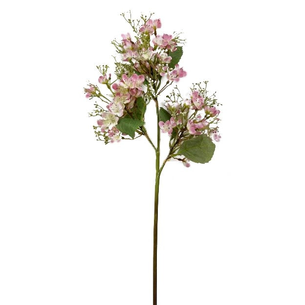 PINK HONEYSUCKLE STEM