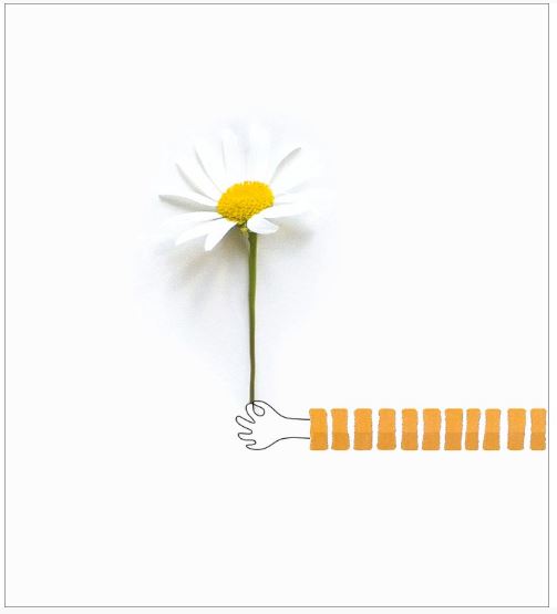 DAISY BLANK CARD