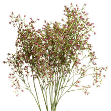 SMALL PURPLE WILDFLOWER STEM