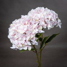 GIANT PINK HYDRANGEA