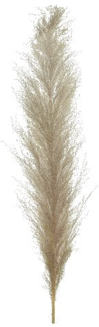PAMPAS GRASS SINGLE STEM